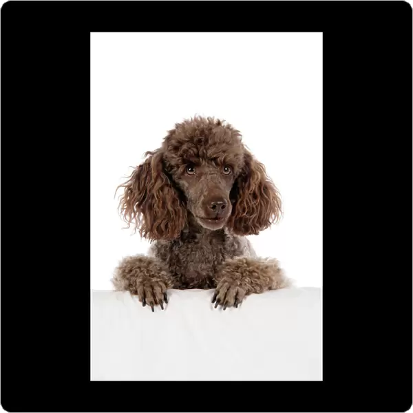 DOG. Brown miniature poodle with paws over ledge