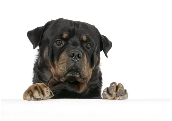 DOG. Rottweiler with paws over ledge