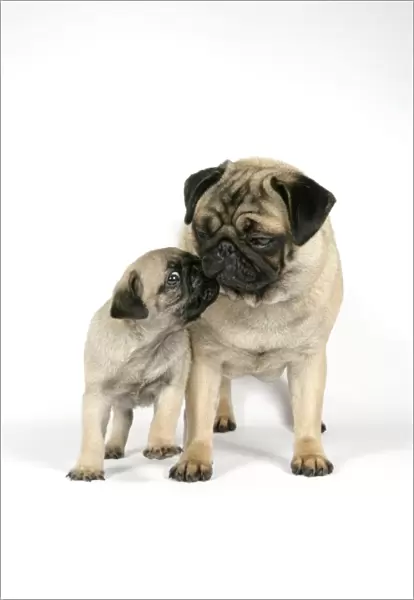 DOG. PUG ( fawn ) with 7 week old puppy