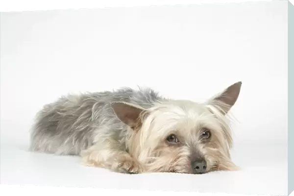 DOG. Yorkshire terrier laying down