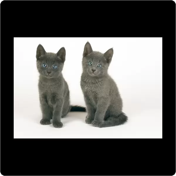 Russian Blue Cat - 8 week old kittens