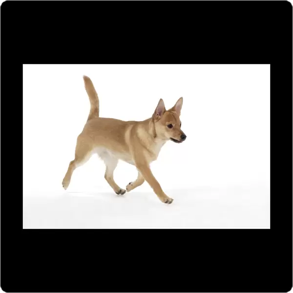 DOG - Pomeranian cross Jack Russell Terrier - Walking