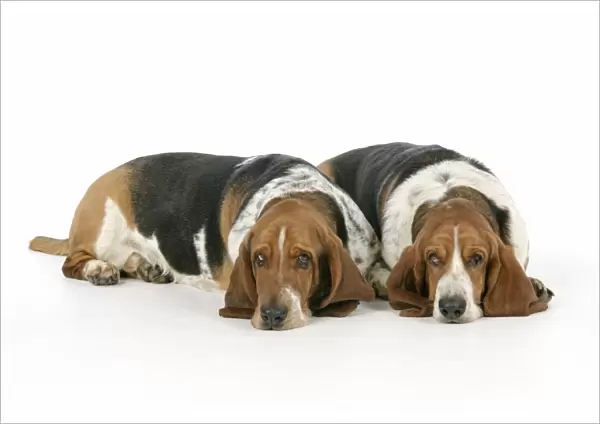 DOG. Basset hounds lying down together