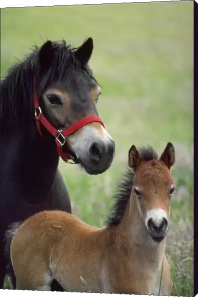 Exmoor Pony - mare & foal