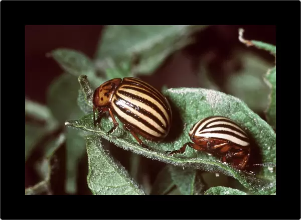 Colorado Beetles