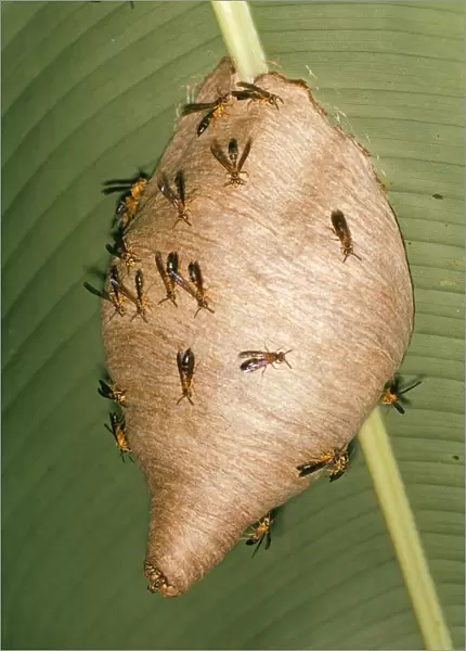 Colonial Wasps - at nest