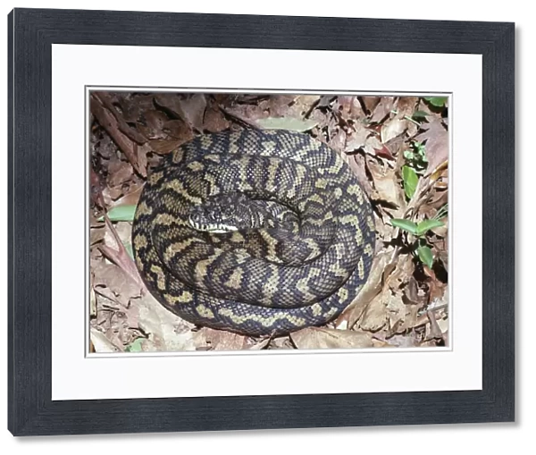 Carpet Python Snake East Australia