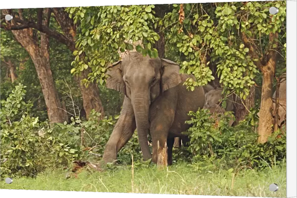 Indian  /  Asian Elephant stamping on tree trunk Corbett National Park, Uttaranchal, India