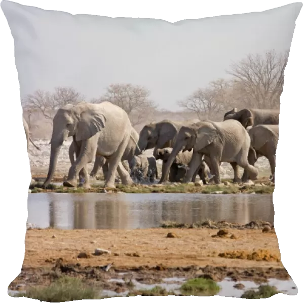 African Elephant - Family group approaching a water hole Etosha National Park, Namibia, Africa