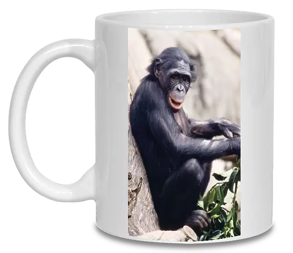 Pygmy  /  Bonobo Chimpanzee - endangered Rainforests of the Congo Basin