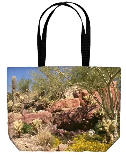Sonoran Desert - Saruaro Cactus, Cholla Cactus, Barrel Cactus, Organ Pipe Cactus. Arizona, USA