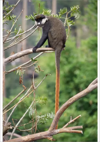 Red-tailed Monkey  /  Schmidt's Guenon  /  Schmidt's spot-nosed Guenon  /  Redtail Monkey  /  Black-cheeked White-nosed Monkey  /  Red tailed Guenon