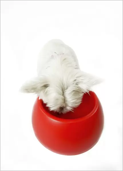 Dog - West Highland White Terrier eating from bowl