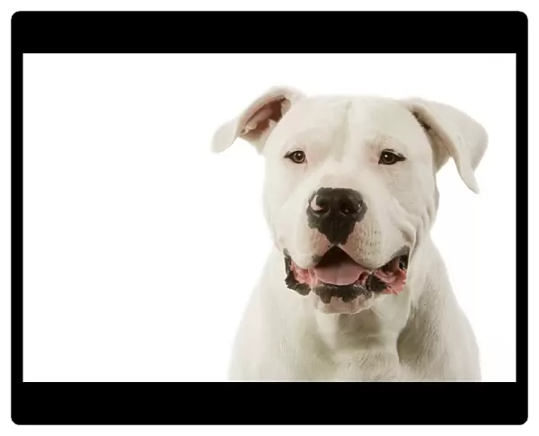Dogo Argentino  /  Argentinian Mastiff - face