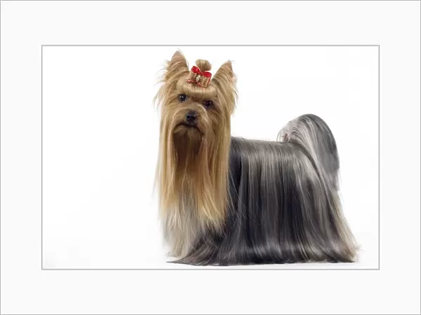 Dog - Yorkshire Terrier with bow in its hair