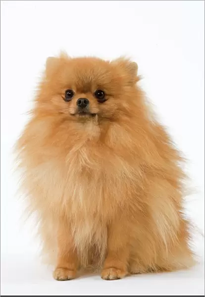 Dwarf Spitz  /  Pomeranian. Also know as Spitz nain