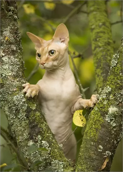 Sphynx Cat - in tree