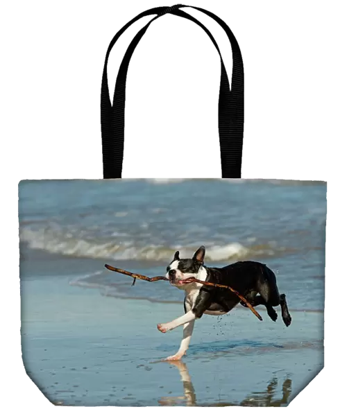 Dog - Boston Terrier running in sea with stick