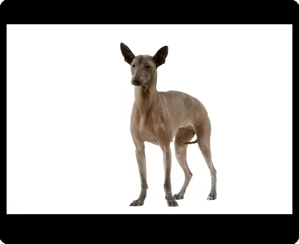 Dog - Mexican Hairless