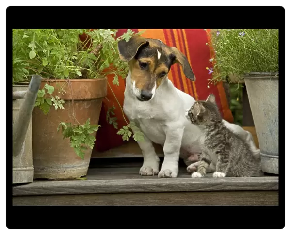 Dog - 3 month old Jack Russell Terrier Puppy with 2 month old kitten