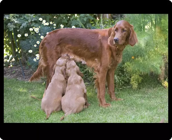 Irish  /  Red Setter - adult standing with two puppies suckling