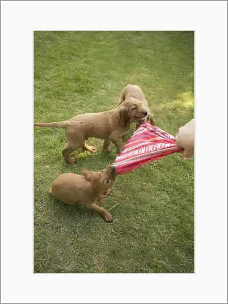 Irish  /  Red Setter - puppies playing - tugging on scarf