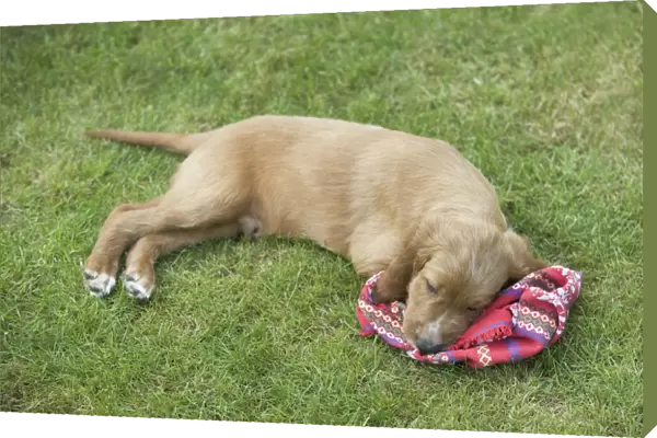 Irish  /  Red Setter - puppy tired  /  asleep after playing