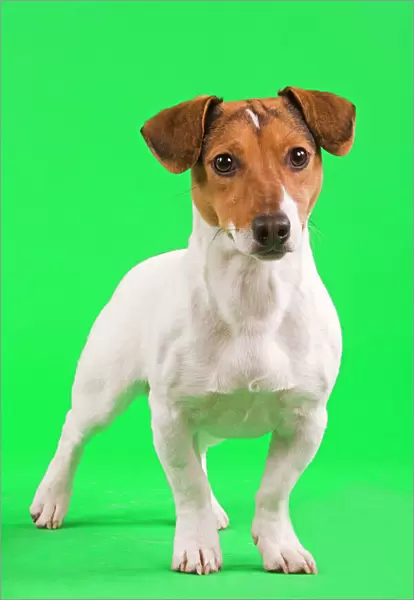 Dog - Jack Russell Terrier in studio with green background