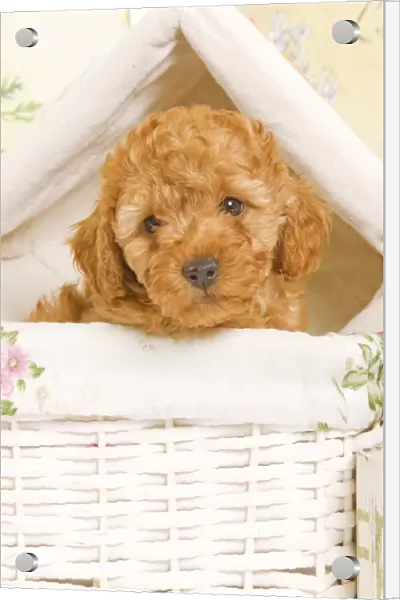 Dog - Poodle puppy in basket