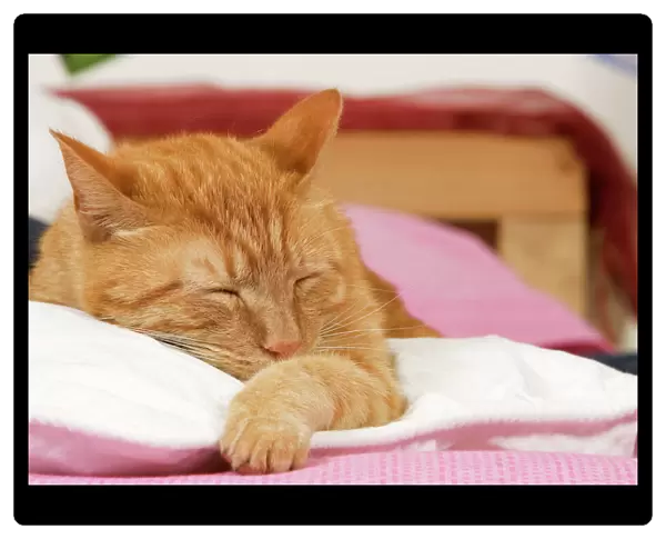 Ginger cat - asleep on bed in house