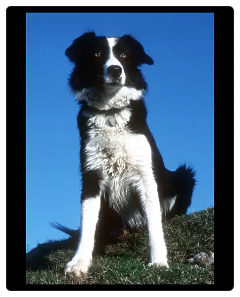 Portrait of sheepdog border collie Cotswolds UK