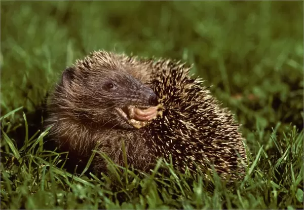 Hedgehog licking his back in garden