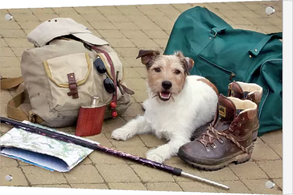 Dog - Jack Russell lying down next to walkers travel  /  explorer equipment