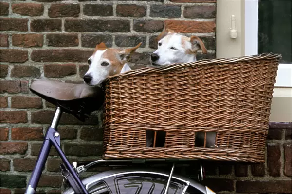 Dogs - Couple of Jack Russell Dogs in basket on bike