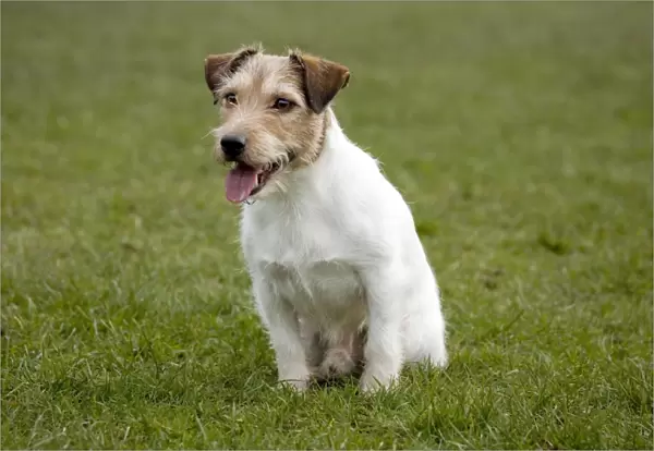 Dog - Jack Russell sitting down