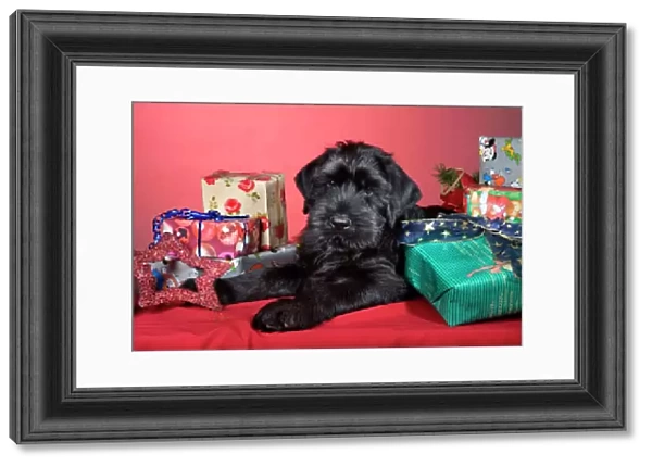Dog - Giant Schnauzer - With Christmas presents