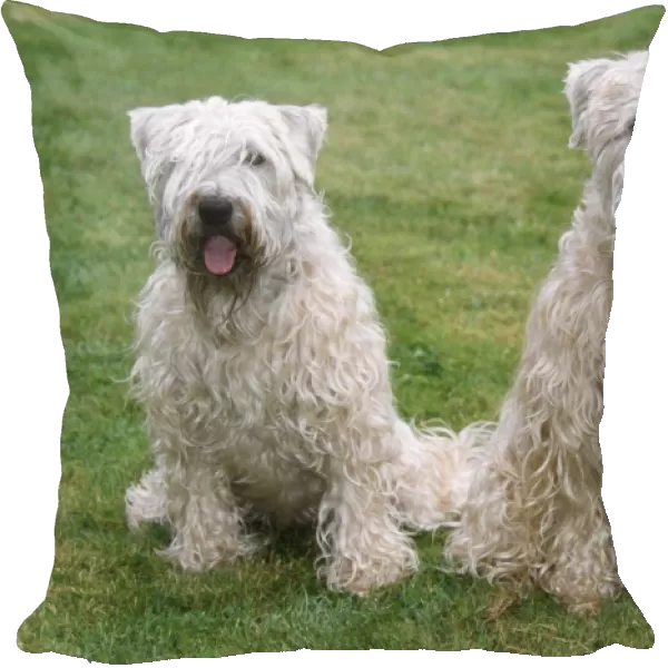 Soft Coated Wheaten Terrier - two sitting