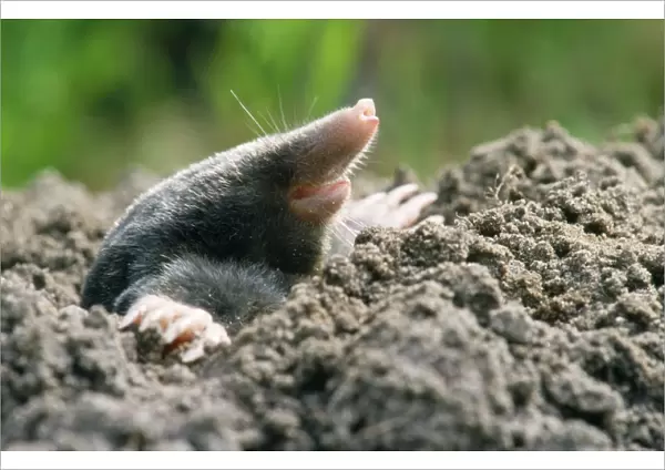 Mole - emerging from the ground