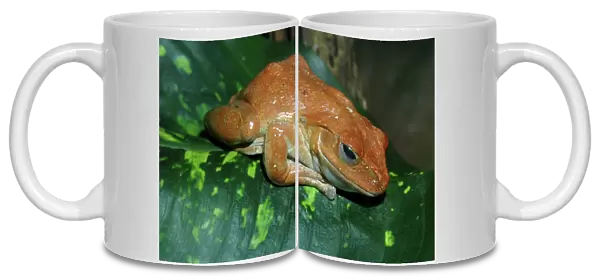 African Tree Frog