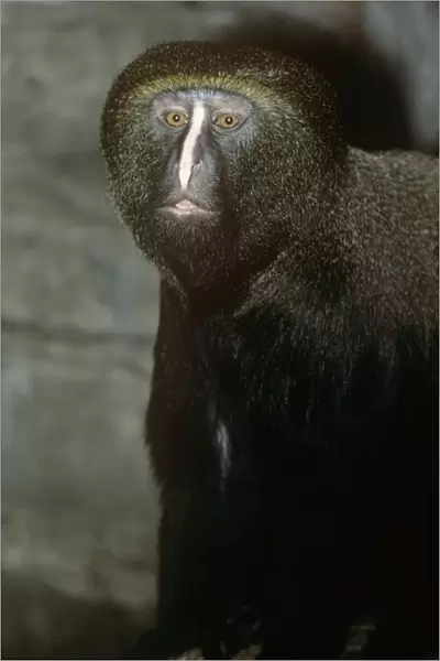 Hamlyn's Guenon  /  Owl-faced Monkey
