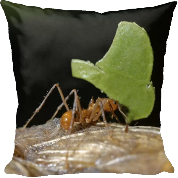 Leafcutter Ant carrying leaf fragment back to its nest at night. Tropical America