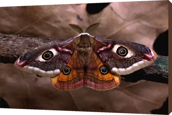 Emperor Moth. - male. Europe