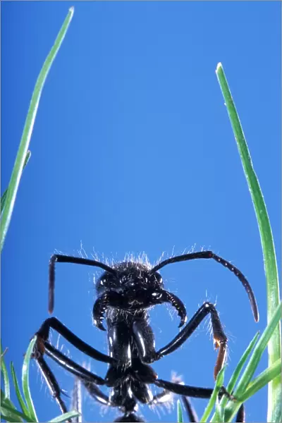 Ant - head emerging from grass