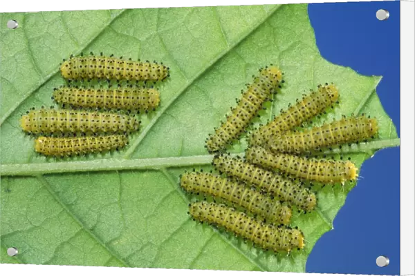 Cynthia Moth - larvae  /  caterpillar stage