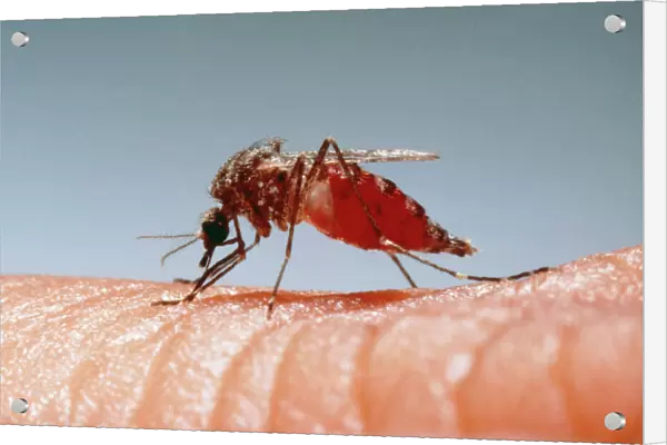 Mosquito Drinking blood