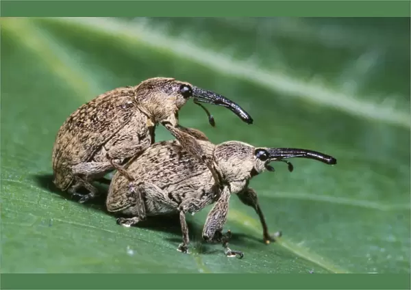 Cotton Weevil - pair mating