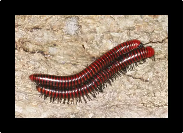 Millipedes - mating
