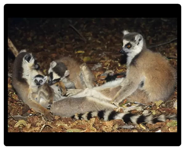 Ring-tailed Lemur - adults with baby