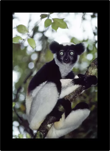 Indri. PS-8242. INDRI - SITTING IN TREE. Indri indri