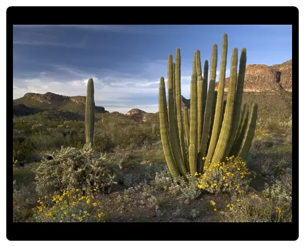 Organ Pipe Cactus - with bristle-bush & Opuntias. Organ Pipes National Monument, USA